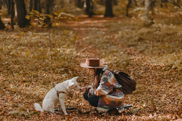 Stilvolle Frau Trainiert Entzückenden Weißen Hund Sonnigen Herbstwäldern Niedliche Schweizer — Stockfoto