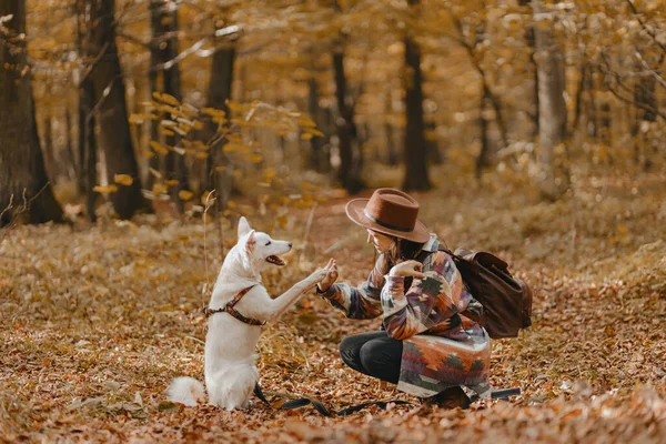 Snygg Kvinna Utbildning Bedårande Vit Hund Att Tass Soliga Höstskogar — Stockfoto