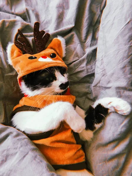 Niedliche Katze Weihnachtlichen Rentierkostüm Entspannt Auf Dem Bett Schwarz Weiße — Stockfoto