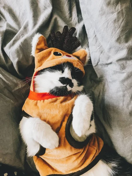 Cute Cat Christmas Reindeer Costume Relaxing Bed Black White Cat — Stock Photo, Image