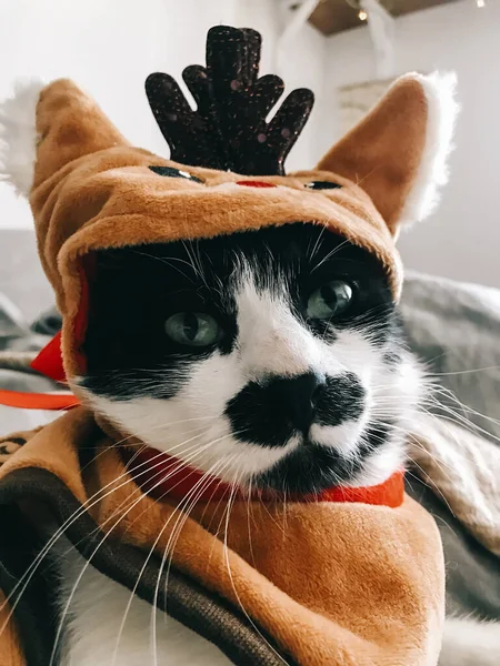 Niedliche Katze Weihnachtlichen Rentierkostüm Entspannt Auf Dem Bett Schwarz Weiße — Stockfoto