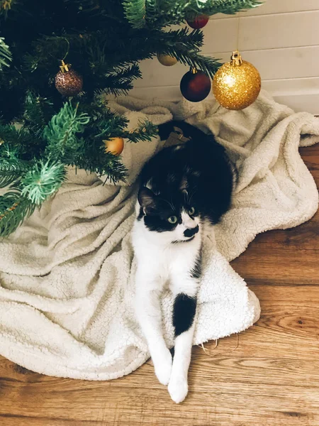 Niedliche Katze Sitzt Auf Weißer Decke Unter Dem Weihnachtsbaum Mit — Stockfoto