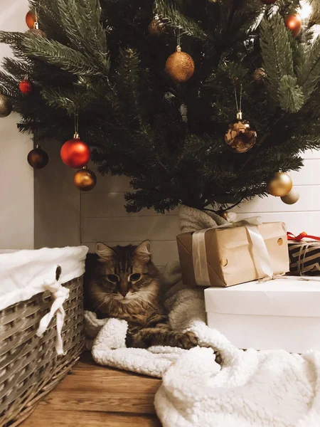 Lindo Gato Tabby Sentado Con Regalos Bajo Árbol Navidad Con —  Fotos de Stock