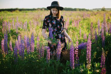 Güneşli tarlada sepetten lupin toplayan güzel bir kadın. Klasik çiçekli elbiseler ve kırsal kesimdeki çayırlarda dinlenen şapkalar içinde şık genç bir bayan.