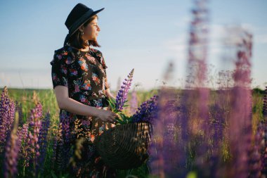 Güneşli tarlada sepetten lupin toplayan güzel bir kadın. Klasik çiçekli elbiseler ve kırsal kesimdeki çayırlarda dinlenen şapkalar içinde şık genç bir bayan.