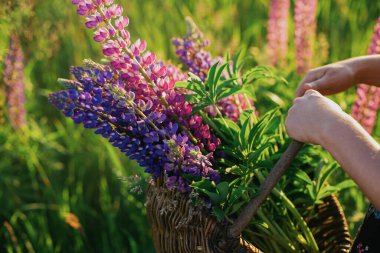 Tarlada, günbatımında hasır sepetin içinde lupin toplayan şık bir kadın sepetteki çiçeklere odaklanıyor. Genç bir dişi yaz kırsalında kır çiçekleri topluyor. Sakin atmosferik an