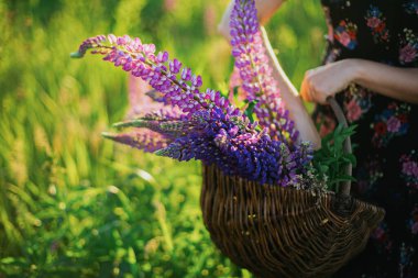 Tarlada, günbatımında hasır sepetin içinde lupin toplayan şık bir kadın sepetteki çiçeklere odaklanıyor. Genç bir dişi yaz kırsalında kır çiçekleri topluyor. Sakin atmosferik an