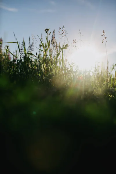 Piękna Zielona Trawa Słonecznym Zbliżeniu Wiosną Lub Latem Rano Łące — Zdjęcie stockowe