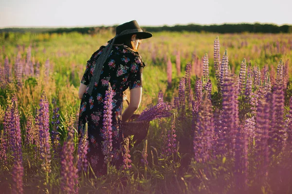 Beautiful Stylish Woman Gathering Lupine Wicker Rustic Basket Sunny Field — Stock Photo, Image