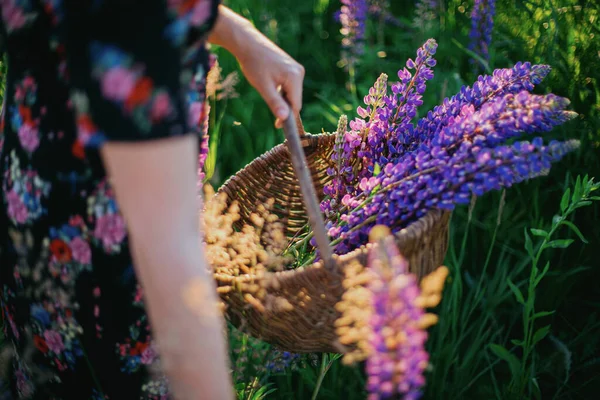 Stilvolle Frau Sammelt Lupinen Weidenrustikalen Korb Aus Nächster Nähe Sonnigem — Stockfoto