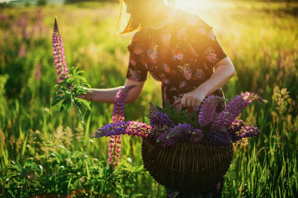 Wanita Bergaya Yang Mengumpulkan Lupin Dalam Keranjang Rotan Lapangan Saat — Stok Foto