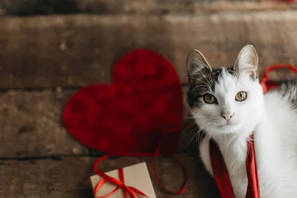 Glad Alla Hjärtans Dag Bedårande Katt Leka Med Rött Band — Stockfoto