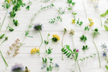 Bahar çiçekleri. Güzel kır çiçekleri ve çiçek desenli beyaz ahşap üzerinde çiçek açan yapraklar. Merhaba bahar ve yeşil eko konsepti