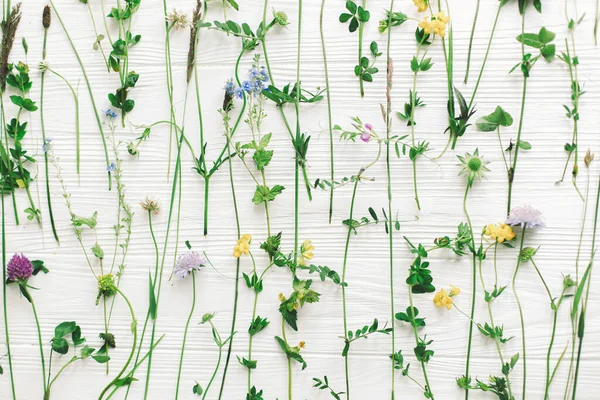 Vackra Vilda Blommor Stjälkar Och Blommande Kronblad Platt Låg Komposition — Stockfoto