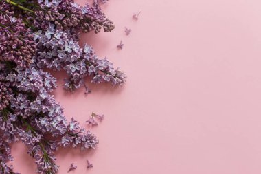 Şık bir bahar yatağı. Pembe kağıtta leylak çiçekleri, mesaj için yeri olan çiçek kartları. Anneler günün ve kadınlar günü konseptin kutlu olsun. Mor eflatun kenar, güzel görüntü.