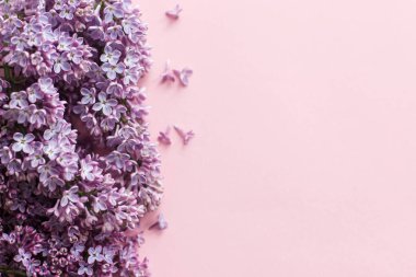 Pembe kağıtta leylak çiçekleri. Mesaj için yeri olan çiçek tebrik kartı. Anneler günün ve kadınlar günü konseptin kutlu olsun. Mor leylak kenar üst görünümü, şık, güzel bahar kenarı.