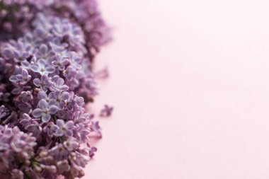 Leylak çiçekleri pembe kağıt üzerinde sınırdır. Mesaj için yeri olan çiçek tebrik kartı. Mor leylak manzaralı, şık, güzel bahar manzaralı. Anneler Günü ve Kadınlar Günü konsepti kutlu olsun..