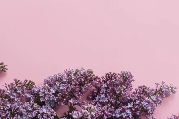 Lilac Bloemen Roze Papier Stijlvolle Lente Plat Lag Bloemen Wenskaart — Stockfoto