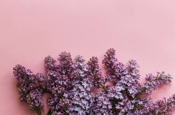 Lilac Bloemen Roze Papier Stijlvolle Lente Plat Lag Bloemen Wenskaart — Stockfoto