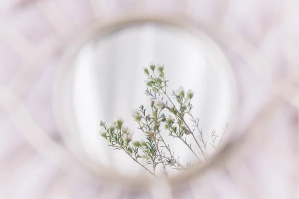 Hermosas Flores Manuka Reflejadas Espejo Sobre Fondo Tela Suave Hola —  Fotos de Stock