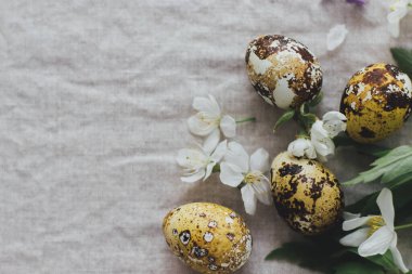 Paskalya yumurtaları ve bahar çiçekleri kırsal keten arka planda, düzlük ve metin için yer var. Doğal boya ve bahar çiçekleri içinde modern bıldırcın yumurtaları. Estetik Mevsimler Tebrik Kartı