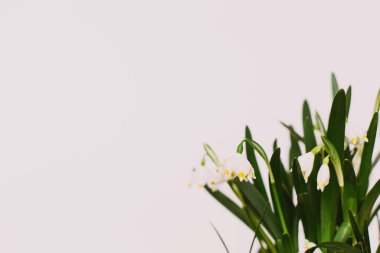 Fotokopi alanı beyaz arka planda büyüyen bahar çiçekleri. Merhaba bahar. Taze tomurcuklar, yeşil yapraklar ve çiçek açan beyaz çiçekler. İlkbahar kar taneleri ilk çiçekler. Ortamı kaydet