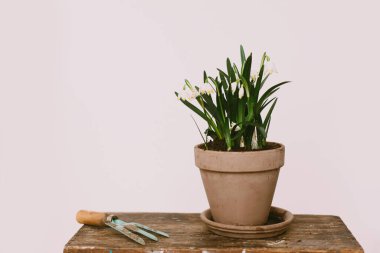 Kil kaplarda bahar çiçekleri kırsal ağaçların üzerinde, bahçe aletleri de odada. Kırsal yaşam. Merhaba bahar. Bahçıvanlık ve botanik konsepti. İlk çiçekler ilkbahar kar tanesi