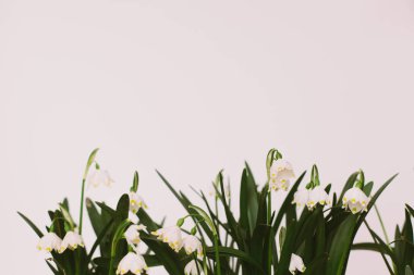 Fotokopi alanı beyaz arka planda büyüyen bahar çiçekleri. Merhaba bahar. Taze tomurcuklar, yeşil yapraklar ve çiçek açan beyaz çiçekler. İlkbahar kar taneleri ilk çiçekler. Ortamı kaydet