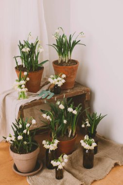 Kil saksılarda bahar bitkileri ve cam şişelerde beyaz çiçekler kırsal ahşap odalarda tekstil odalarında. Kırsal yaşam. Merhaba bahar. Bahçıvanlık ve botanik konsepti. İlk çiçekler ilkbahar kar tanesi