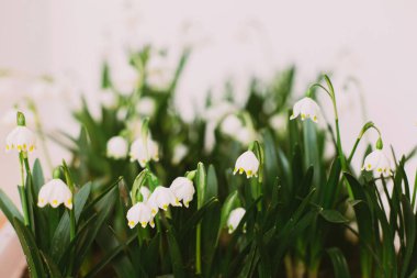 Merhaba bahar. Fotokopi alanı beyaz arka planda büyüyen bahar kar taneleri. Taze tomurcuklar, yeşil yapraklar ve çiçek açan beyaz çiçekler. İlk çiçekler. Ortamı kaydet