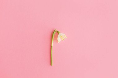 Pembe kağıt üzerinde bahar çiçeği yatıyordu. Basit bir çiçek tebrik kartı ve mesaj için yeri var. Mutlu Kadınlar Günü ve Merhaba Bahar. Pembe arka planda beyaz bahar kar tanesi çiçeği