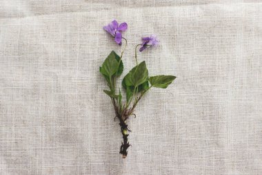 Viola reichenbachiana çiçeği kırsal keten kumaş arka planda, düzlük ve metin için boşluk. Merhaba bahar. Mor viyola çiçeği, ilkbahar kır çiçeği. Estetik