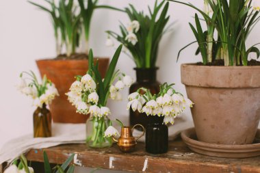 Kil saksılarda bahar bitkileri ve cam şişelerde beyaz çiçekler kırsal ahşap odalarda tekstil odalarında. Kırsal yaşam. Merhaba bahar. Bahçıvanlık ve botanik konsepti. İlk çiçekler ilkbahar kar tanesi