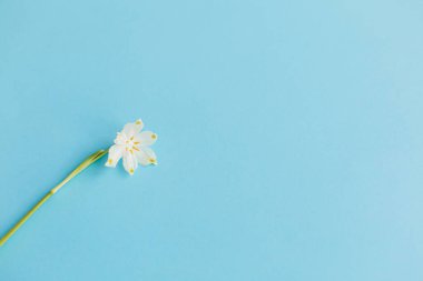 Mavi kağıda bahar çiçeği. Merhaba bahar. Mavi arka planda yumuşak beyaz kar tanesi çiçeği. Dünya günü. Stil çiçekli tebrik kartı, mesaj için yer var. Anneler Günün kutlu olsun.