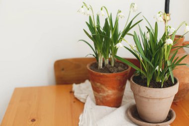 Odasında keten kumaş olan ahşap masa üzerinde kil çömlekte bahar çiçekleri yetişiyor. Kırsal yaşam. Merhaba bahar. Bahçıvanlık ve botanik konsepti. İlk çiçekler ilkbahar kar tanesi