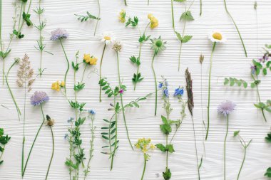 Bahar çiçekleri düzdü. Güzel kır çiçekleri ve çiçek desenli beyaz ahşap üzerinde çiçek açan yapraklar. Merhaba bahar ve yeşil eko konsepti