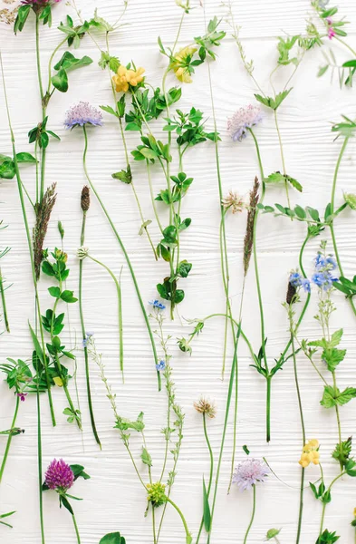 Vackra Vilda Blommor Stjälkar Och Blommande Kronblad Platt Låg Komposition — Stockfoto