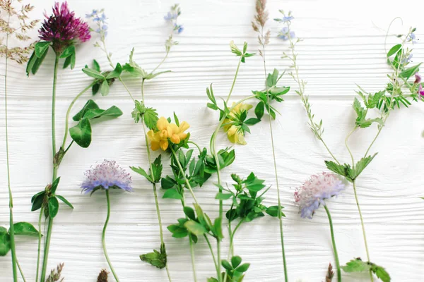 Vårblommor Vackra Vilda Blommor Stjälkar Och Blommande Kronblad Sammansättning Vitt — Stockfoto