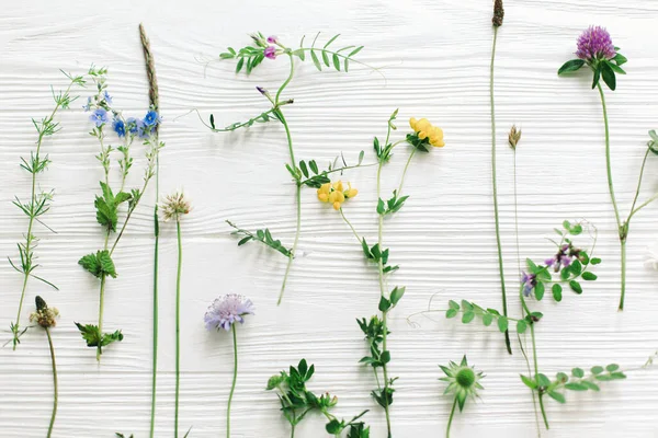 Vackra Vilda Blommor Stjälkar Och Blommande Kronblad Platt Låg Komposition — Stockfoto