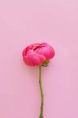 Pembe arka planda güzel pembe şakayık çiçeği yatıyordu. Modern minimum çiçekli tebrik kartı şablonu, kopyalama alanı. Anneler günün kutlu olsun. Merhaba bahar.