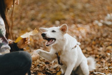 Sevimli beyaz köpek, sarı sonbahar yaprağı için patisini uzatıyor, güneşli ormanda sahibiyle oynuyor. Şirin İsviçre çoban köpeği portresi. Sonbahar ormanında köpek eğitimi, metin için alan
