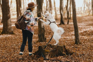 Güneşli sonbahar ormanlarında sevimli beyaz köpekleri eğiten şık bir kadın. Şirin İsviçreli çoban köpeği yavrusu muamelesiyle öğreniyor. Sonbahar ormanında sırt çantalı hippi bir kadın köpeğiyle oynuyor. Metin için boşluk