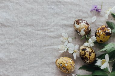 Paskalya yumurtaları ve bahar çiçekleri kırsal keten arka planda, düzlük ve metin için yer var. Doğal boya ve bahar çiçekleri içinde modern bıldırcın yumurtaları. Estetik Mevsimler Tebrik Kartı