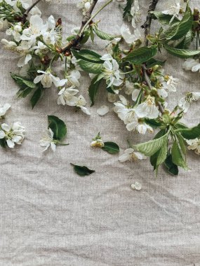 Kırsal keten kumaşta bahar çiçekleri. Kiraz çiçekleri, şakayık çiçekleri, keten kumaş üzerinde çiçekler ve taç yaprakları, yazı için yeri olan üst manzara. Merhaba bahar ve mutlu paskalyalar! Estetik basit resim