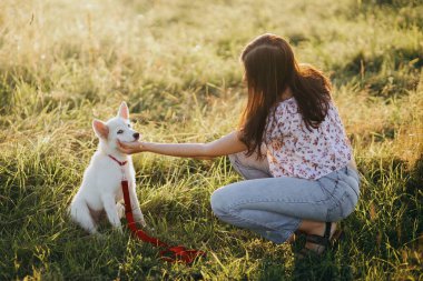 Sıcak gün batımı ışığında tatlı beyaz köpek yavrusu eğiten ve onu okşayan bir kadın. Sevimli İsviçreli çoban köpeği öğrendiği için ödüllendiriliyor. Sadık bir dost. Takım çalışması.