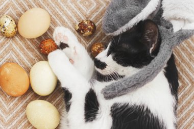 Tavşan kulaklı şirin kedi, paskalya yumurtaları ve sıcak sarı battaniye, üst manzara. Hayvan doğal boyalı yumurtalarla oynuyor. Mutlu Paskalyalar! Paskalya avı konsepti