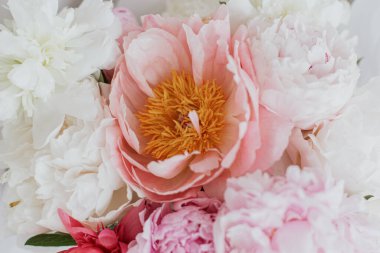 Güzel bir şakayık buketi, taç yaprakları kapanıyor. Anneler Günün kutlu olsun. Pembe ve beyaz şakayık çiçekleri. Çiçekli tebrik kartı ya da duvar kağıdı. Düğün buketi