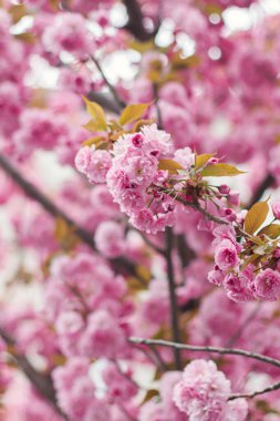 Güneşli ışıkta güzel sakura dalları kapanıyor. Bahar parkındaki ağaçta pembe sakura çiçekleri. Güzel Japon kiraz çiçeklerinin tadını çıkarıyorum.