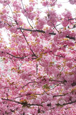 Güneşli ışıkta çiçek açan güzel sakura dalları. Bahar parkındaki ağaçta pembe sakura çiçekleri. Şehirdeki baharın tadını çıkarıyorum. Güzel Japon kiraz çiçekleri.