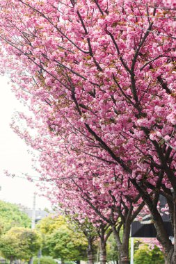 Sokakta çiçek açan güzel sakura ağaçları. Pembe sakura çiçekleri, güneşli bir ışıkta, Spring City caddesinde manzara manzarası. Şehirde baharın tadını çıkarıyorum.